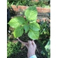Đất trồng Ớt, cây Kiểng, Vạn thọ, Mai, Cúc, Rau,…