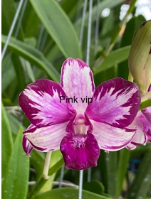 Dendro Chớp Pink Vip