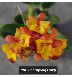 Cattleya (Rth.) Chomyong Fairy