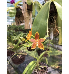 Hồ điệp Sumatra (hoa sọc)