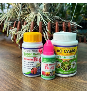 COMBO BẬT MẦM RỄ , KÉO DÀI RỄ AC-CAMO+TL.18  + VITAMIN B1