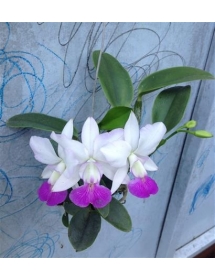 C.Walkeriana Var Seme.Alba đang hoa