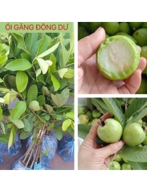 ỔI GĂNG ĐÔNG DƯ