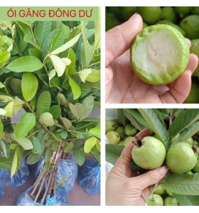 ỔI GĂNG ĐÔNG DƯ