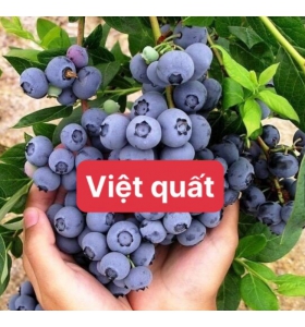 CÂY VIỆT QUẤT