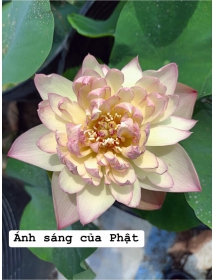 HOA SEN ÁNH SÁNG CỦA PHẬT