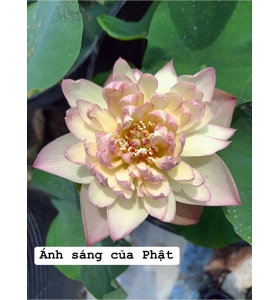 HOA SEN ÁNH SÁNG CỦA PHẬT