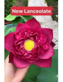 HOA SEN  ĐỎ New Lanceolate