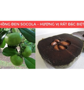 HỒNG SOCOLA Cây mạnh, đang trái hoặc đang hoa