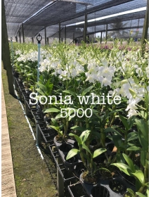 Dendrobium Sonia "WHITE" cây con