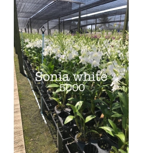 Dendrobium Sonia "WHITE" cây con