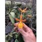 Epidendrum Orange