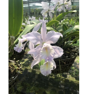 Cattleya Blue Lùn