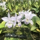 Cattleya Blue Lùn