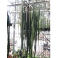 Anthurium vittafolium 