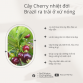 Cây Giống Cherry Brazil Nhiệt Đới size 40cm