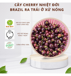 Cây Giống Cherry Brazil Nhiệt Đới size 40cm