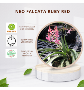 NEO RUBY RED