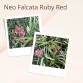 NEO RUBY RED