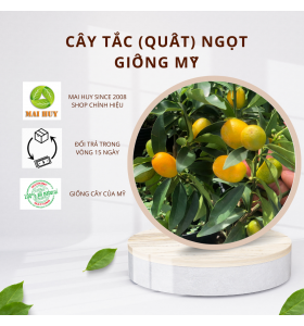 Tắc (quất) ngọt Mỹ