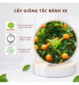 TẮC ( QUẤT ) BÁNH XE