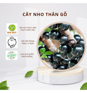 Cây nho thân gỗ loại cây cho quả có nhiều dinh dưỡng bậc nhất