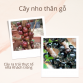 Cây nho thân gỗ loại cây cho quả có nhiều dinh dưỡng bậc nhất