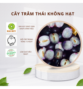 Cây Trâm Thái siêu trái, khoẻ mạnh dễ trồng, không hạt