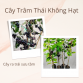 CÂY TRÂM THÁI KHÔNG HẠT