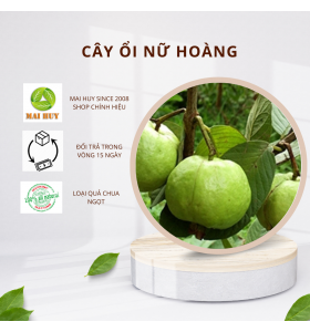 CÂY ỔI NỮ HOÀNG