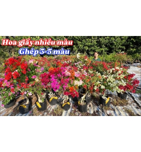 HOA GIẤY GÔC MỸ GHÉP 3-5 MÀU