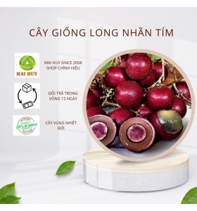 CÂY GIỐNG NHÃN LONG TÍM