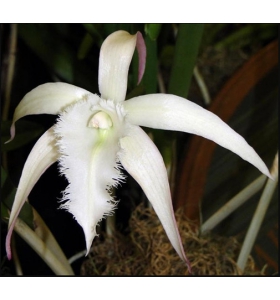 Brassavola David sander - BÁN THEO HƯỚNG