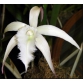 Brassavola David sander