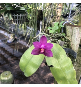 Phal. Violacea var. Sumatra 4N