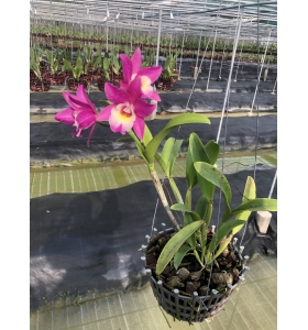 CATTLEYA PINK VIP