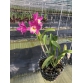 CATTLEYA PINK VIP