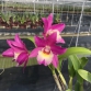 CATTLEYA PINK VIP