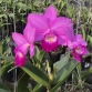 CATTLEYA MINI VARUT VELENTINE