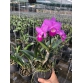 CATTLEYA MINI VARUT VELENTINE