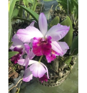 CATTLEYA HỒNG TIA VIP