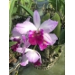 CATTLEYA HỒNG TIA VIP