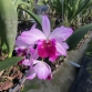 CATTLEYA HỒNG TIA VIP