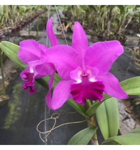 CATTLEYA MIA