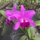 CATTLEYA MIA