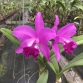 CATTLEYA MIA