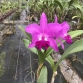 CATTLEYA MIA