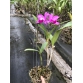 CATTLEYA MIA