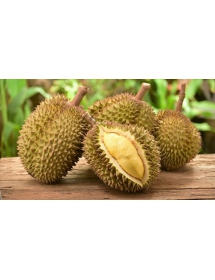 Sầu riêng Musang king