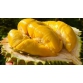 Sầu riêng Musang king